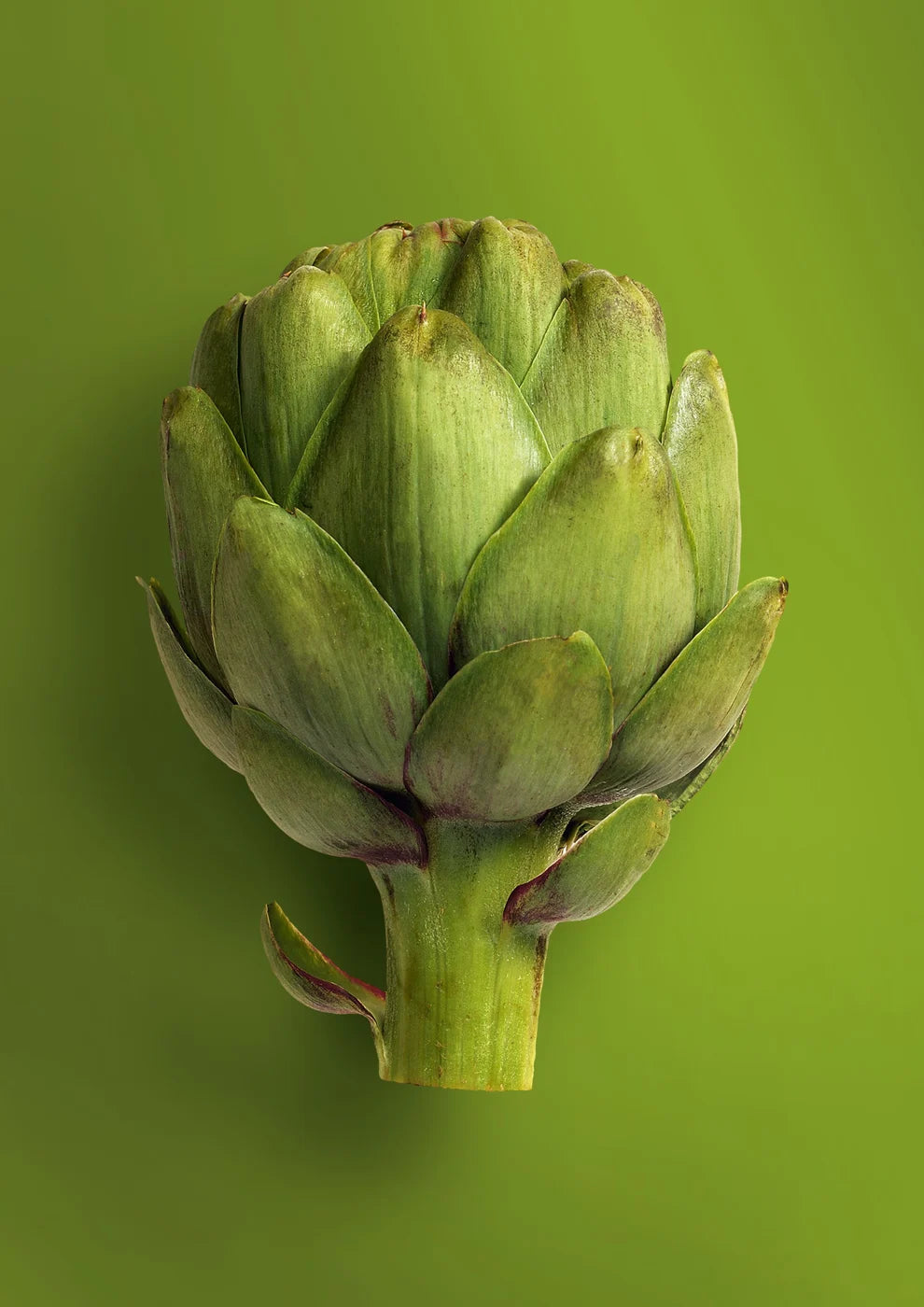 A fresh artichoke